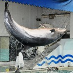 Dolphin　Show